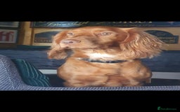 Cocker Spaniel dogs for stud: Cocker Spaniel for Stud - Image 2