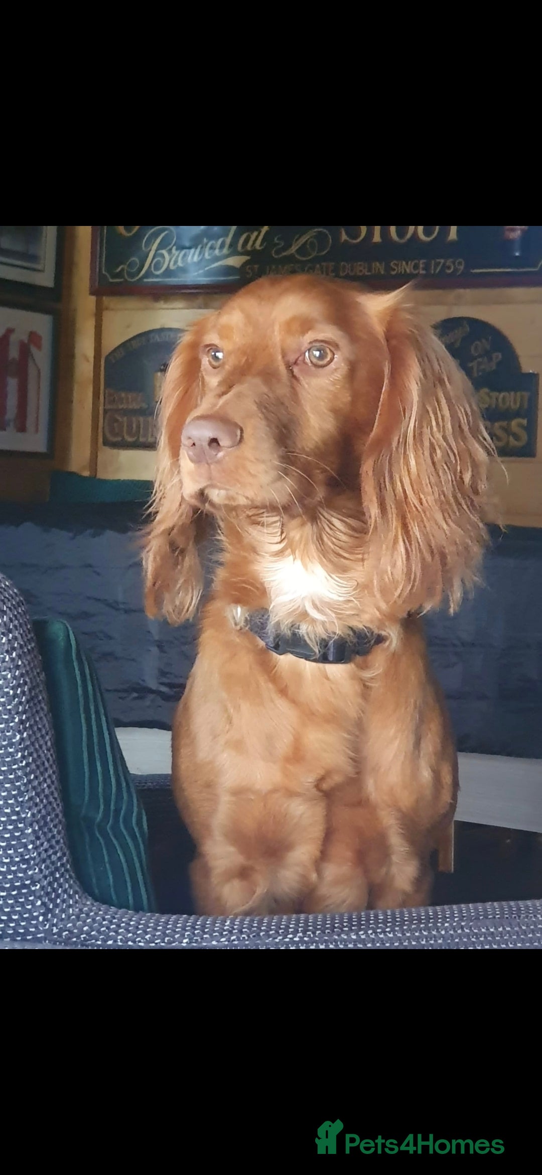 Cocker Spaniel dogs for stud: Cocker Spaniel for Stud - Image 2