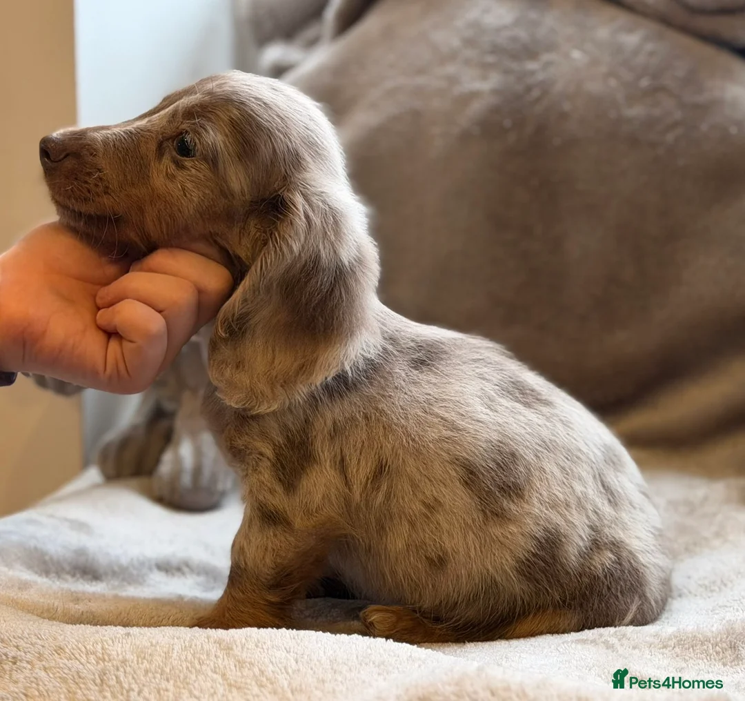 Miniature Dachshund dogs for sale: Long haired dachshund puppie - Advert 5