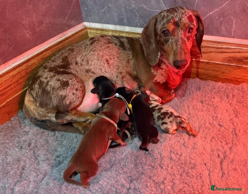 Miniature Dachshund dogs 5 Beautiful PURE Miniature Dachshund puppies - Advert 12