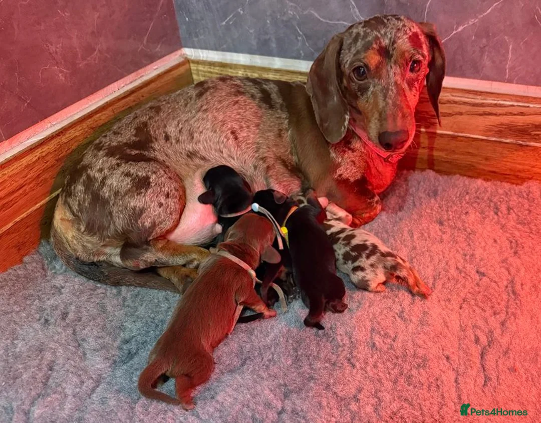 Miniature Dachshund dogs for sale: 5 Beautiful PURE Miniature Dachshund puppies - Advert 1