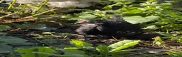 Chickens poultry for sale: Black mottled Pekin chick 7 weeks  - Advert 3