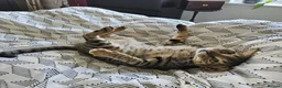 Mixed Breed cats for adoption: Ziggy! An absolute bundle of joy and quirckness - Advert 5