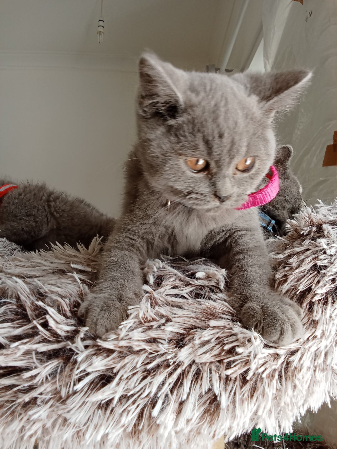 Brazilian Shorthair cats for sale: Beautiful blues Bristh short hair - Image 18
