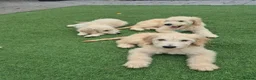 Goldendoodle dogs for sale: F1 standard goldendoodle  - Advert 8
