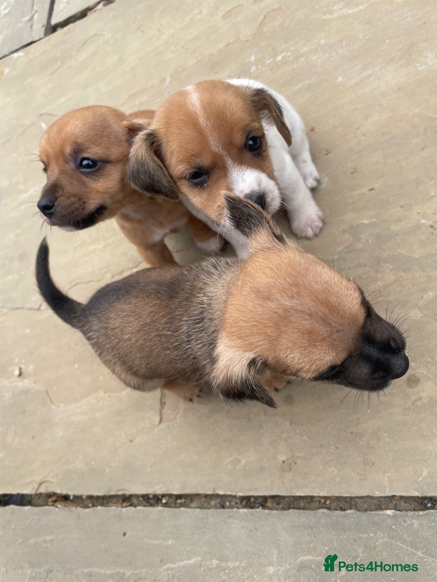 Jack Russell dogs Jack russle puppies  - Advert 4