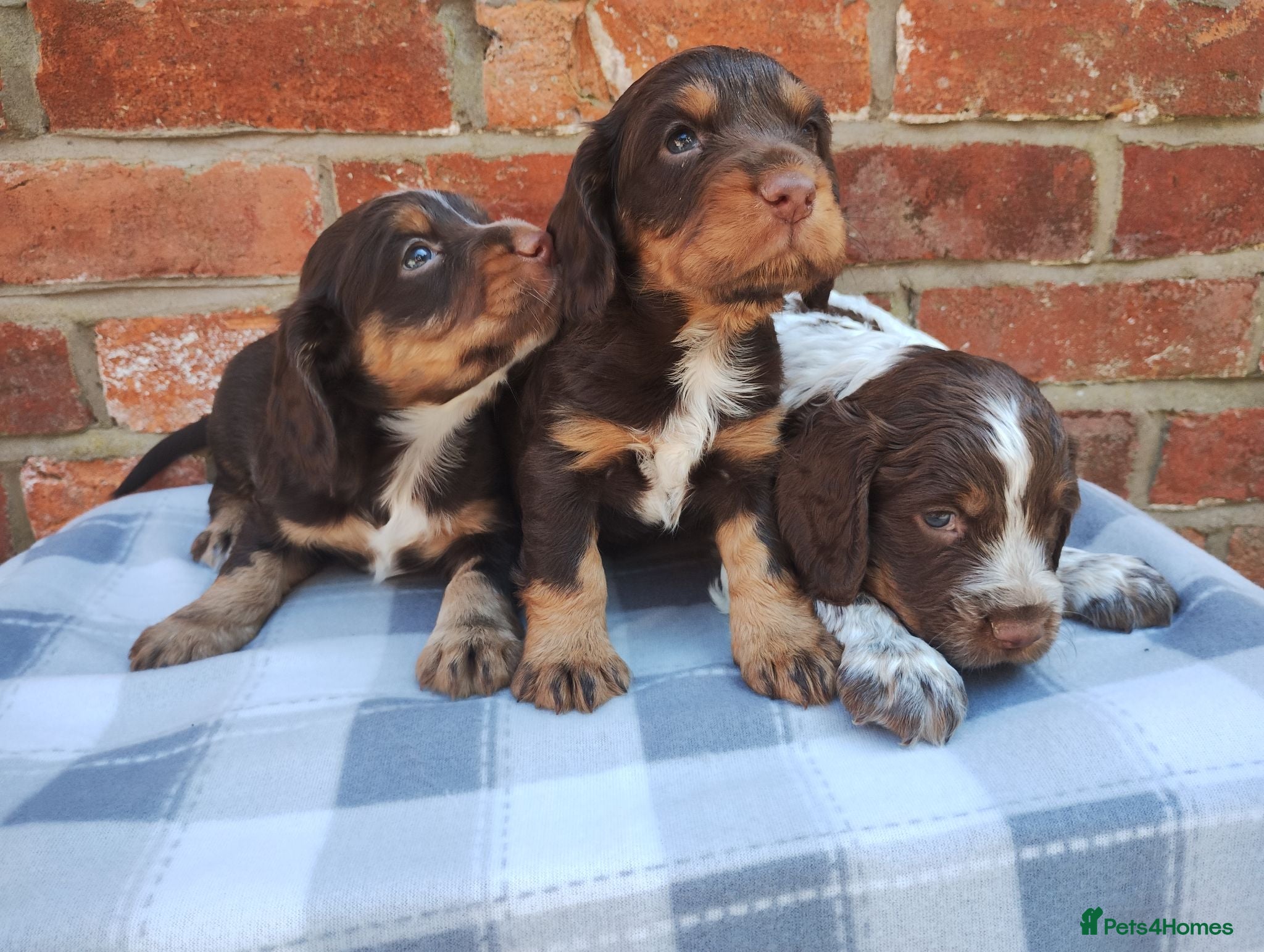 Cocker Spaniel dogs Cocker Spaniel Puppies  - Advert 1