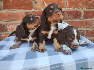 Cocker Spaniel dogs Cocker Spaniel Puppies - Advert 1