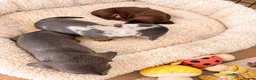 Miniature Dachshund dogs for sale: Stunning Litter - K.C Registered in Bishop's Stortford - Advert 10