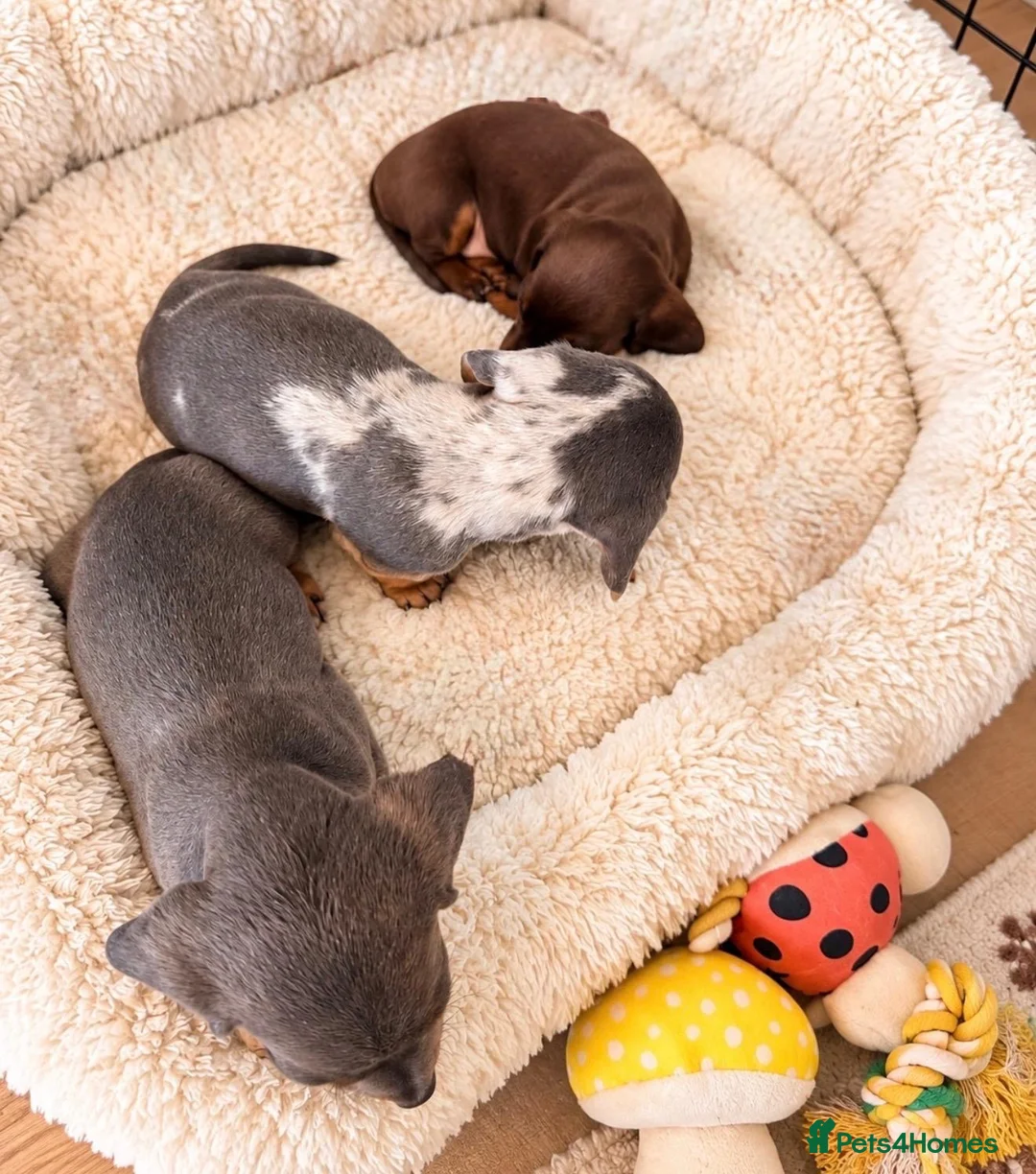 Miniature Dachshund dogs for sale: Stunning Litter - K.C Registered in Bishop's Stortford - Advert 10
