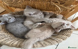British Shorthair cats for sale: 4 stunning British blues  - Image 16