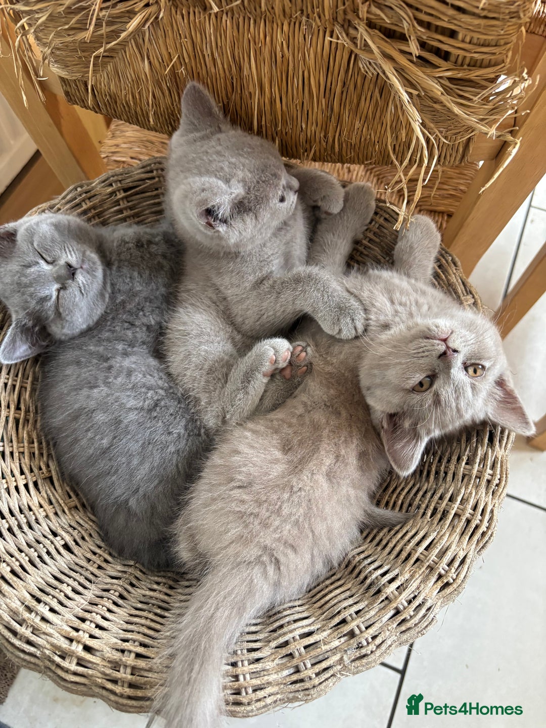 British Shorthair cats for sale: 4 stunning British blues  - Image 16
