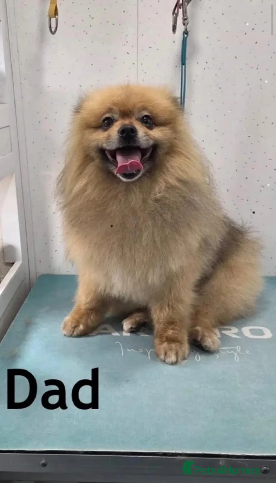 Pomeranian dogs for sale: Dixie's Little Darlings ✨🤍 - Advert 6