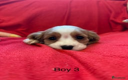 Cavalier King Charles Spaniel dogs for sale: Gorgeous Cavalier King Charles Spaniel puppies - Advert 27