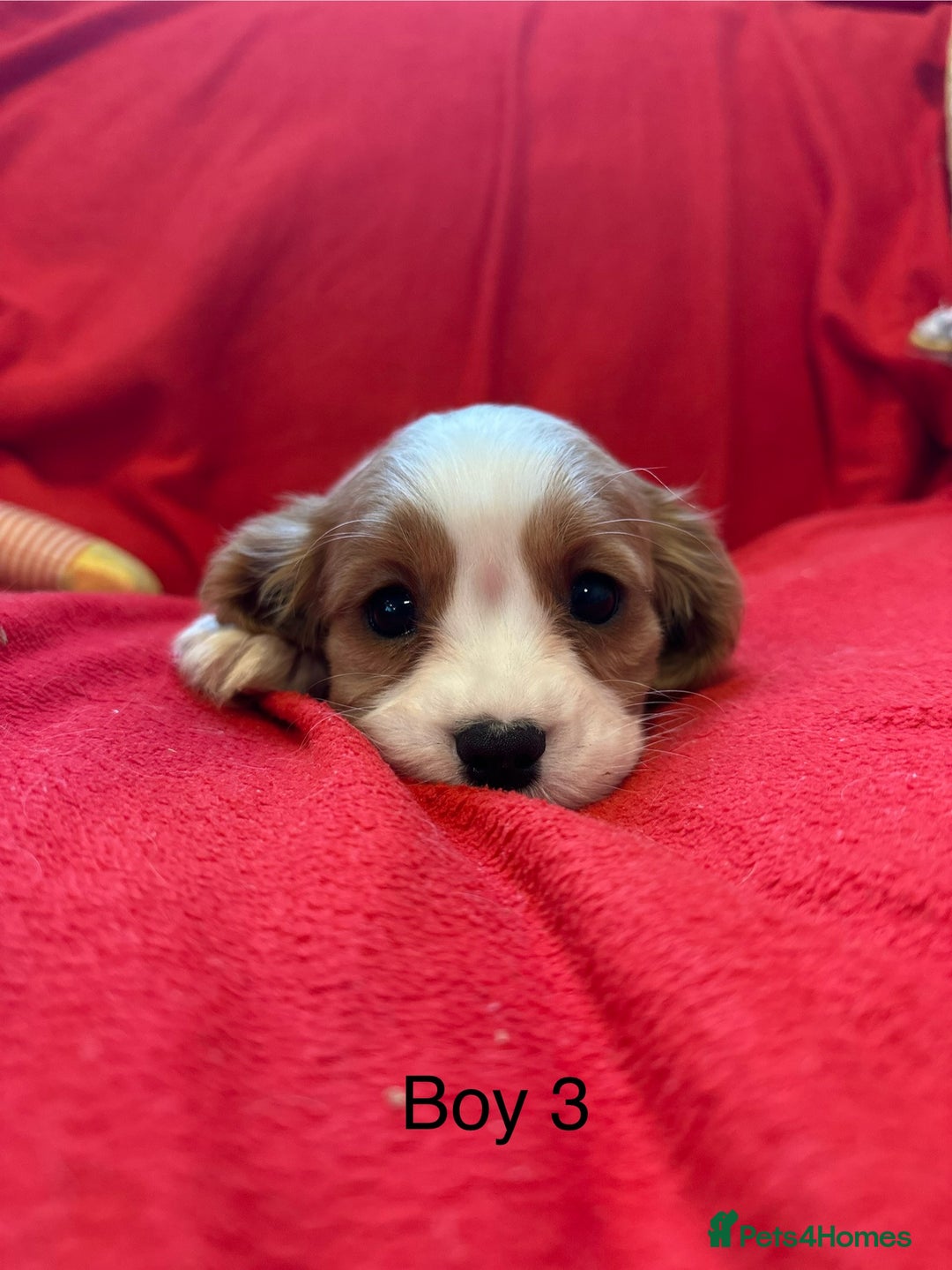 Cavalier King Charles Spaniel dogs for sale: Gorgeous Cavalier King Charles Spaniel puppies - Advert 27