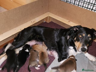 Border Collie dogs Beautiful border collie pups - Advert 3