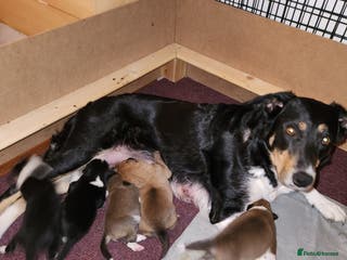 Border Collie dogs Beautiful border collie pups - Advert 4