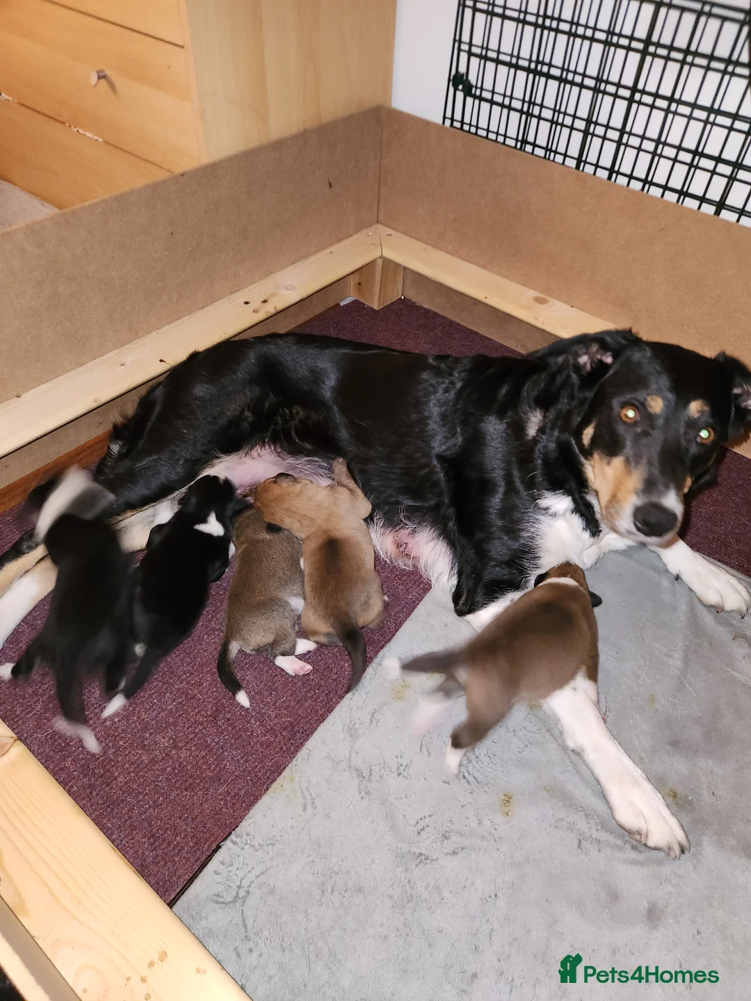 Border Collie dogs for sale: ONLY 1 MALE TAN PUPPY LEFT. READY 2 LEAVE NOW - Advert 2