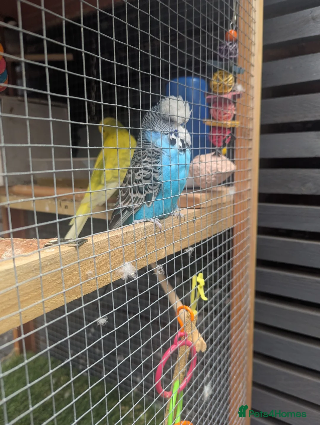 Budgerigars birds for sale: Budgies for Sale in Ashton-under-Lyne - Advert 4