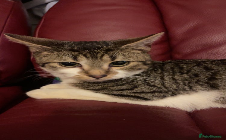 American Shorthair cats - Advert 1