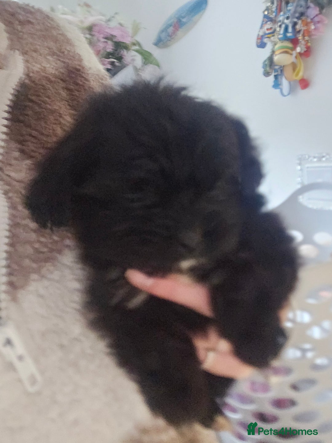 Shih Tzu dogs for sale: 2 female shih tzu  - Advert 2