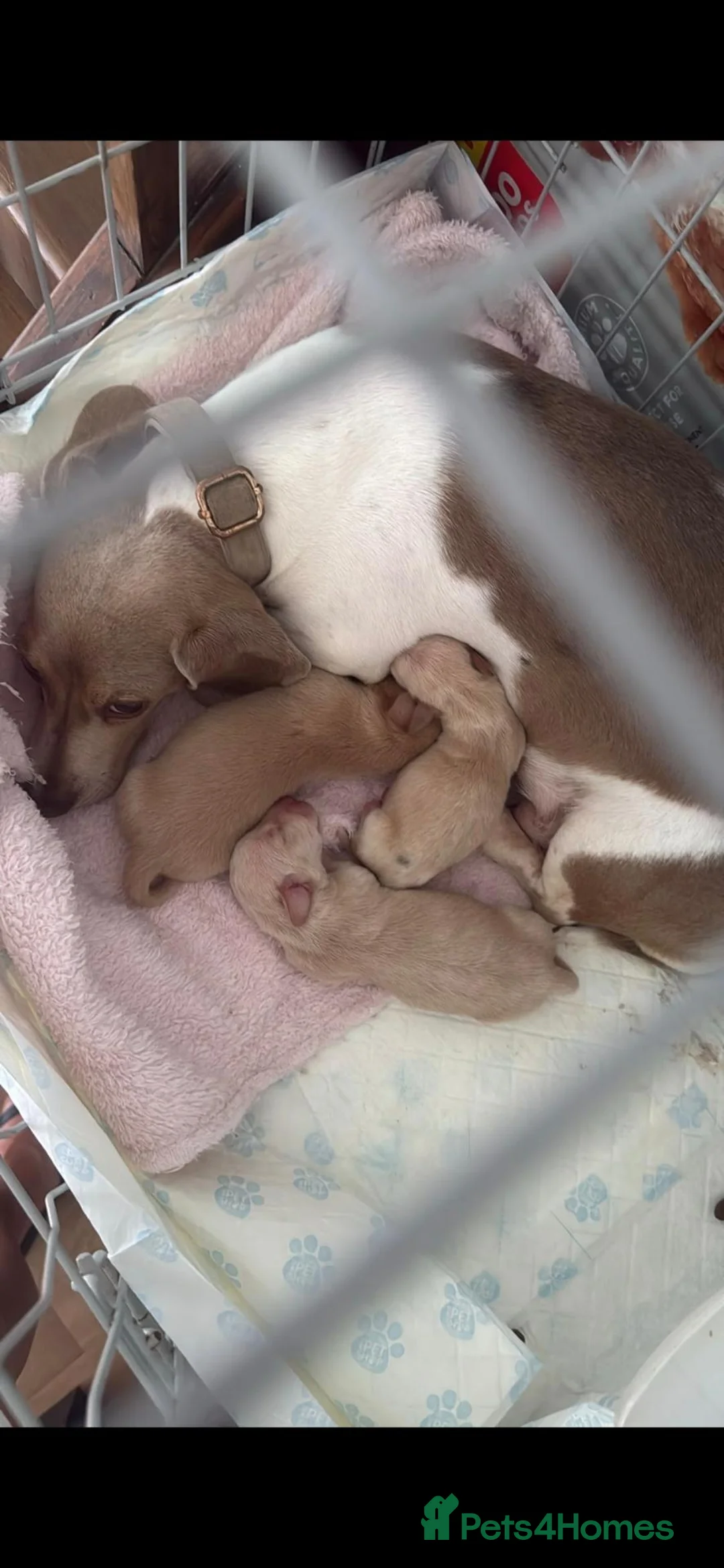 Dachshund dogs for sale: Miniature Smooth Haired Dachshund Puppies  in Stoke-on-Trent - Advert 1