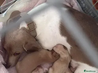 Dachshund dogs Miniature Cream Smooth Haired Dachshund Puppies - Advert 3