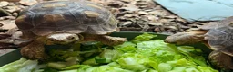 Tortoise reptiles for sale: Sulcata tortoise x2 with full set up - Advert 9