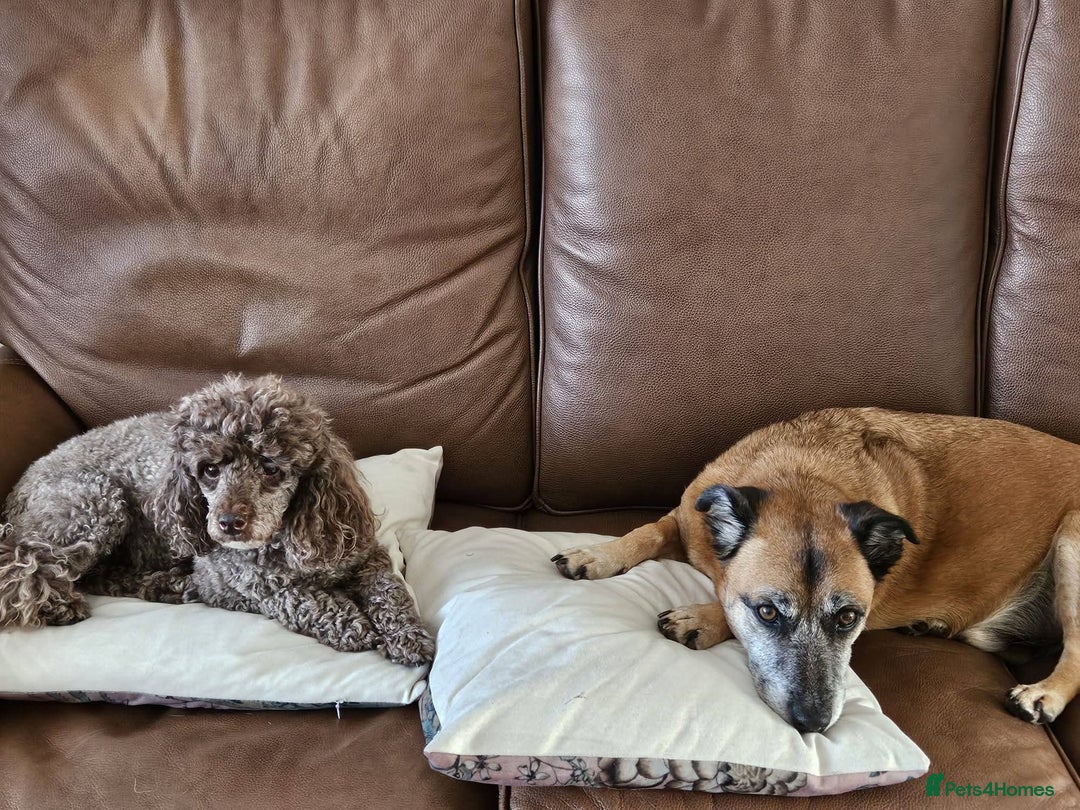 Mixed Breed dogs for adoption: Meet Archie, currently residing in East Sussex - Advert 4