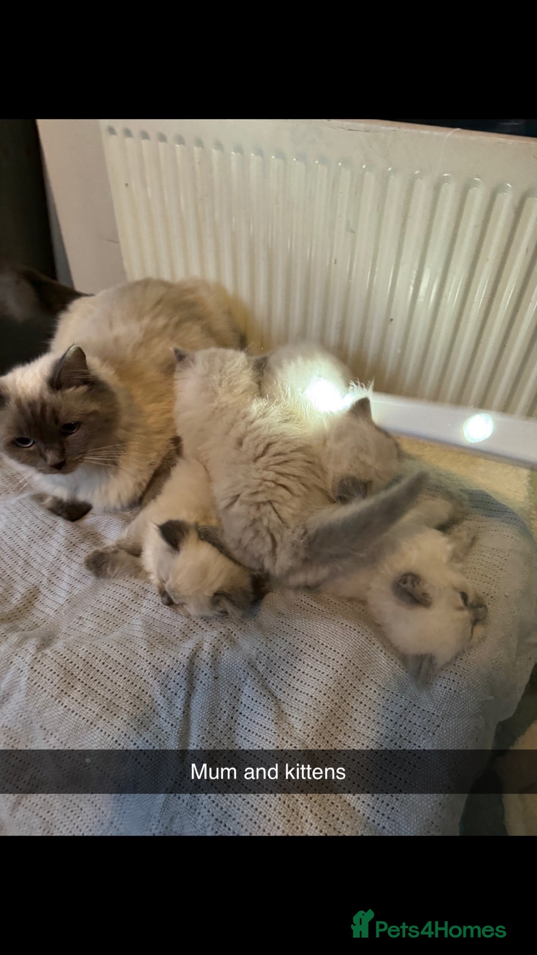 Ragdoll cats for sale: Beautiful bluepoint ragdoll  - Image 13