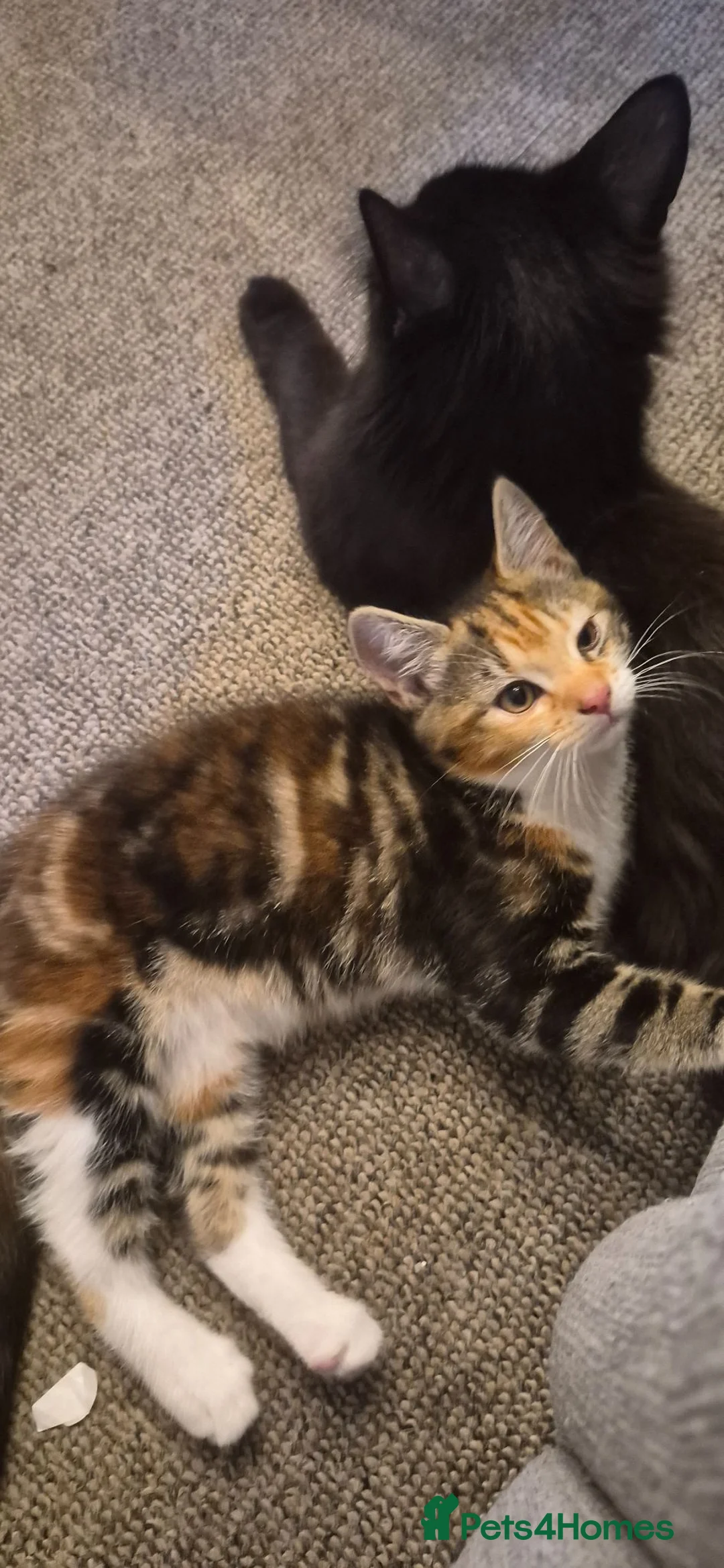 British Shorthair cats for sale: Cute Tabby Calico Mix - Advert 12