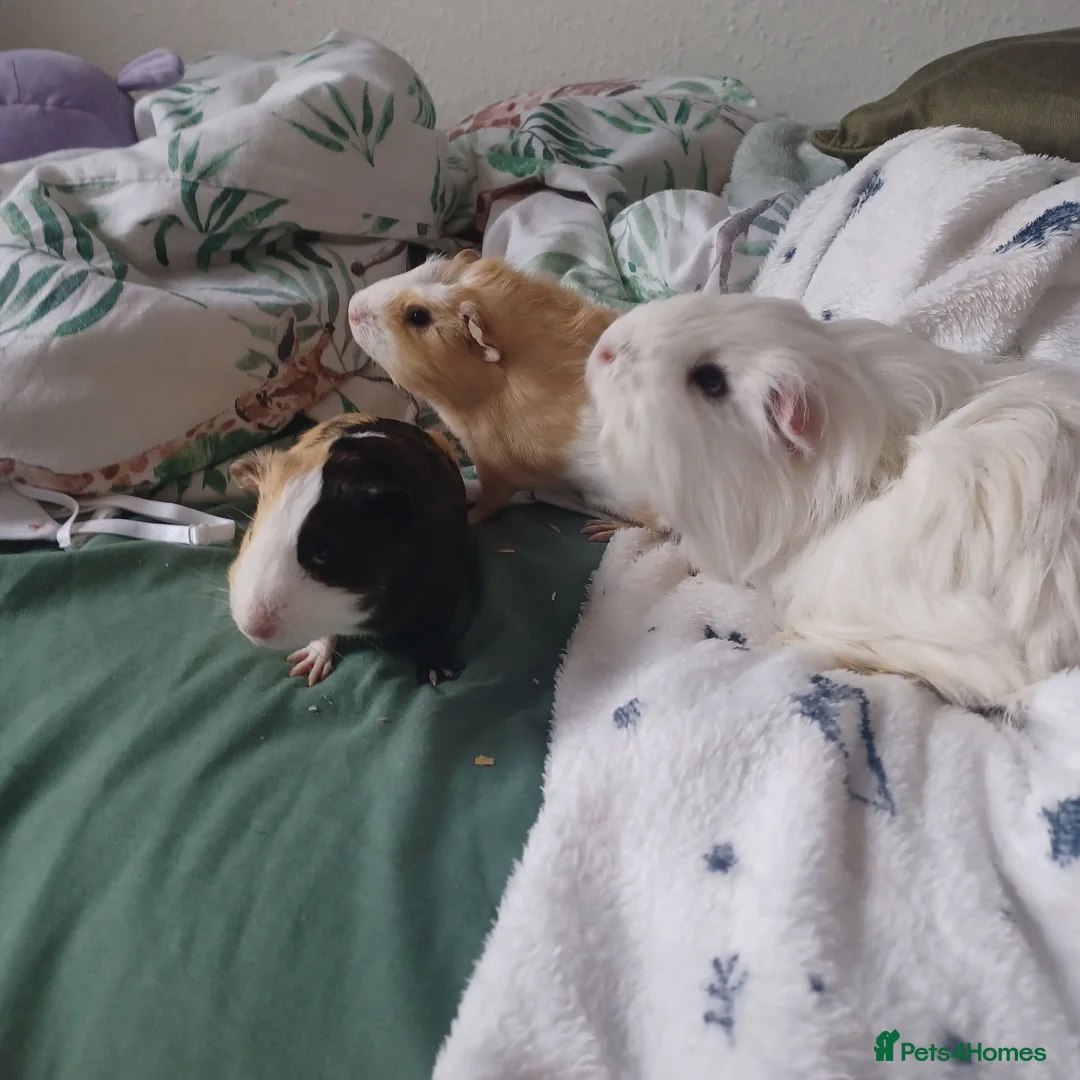 Guinea Pig rodents for sale: Three male guniea pigs  in Weston-super-Mare - Advert 2
