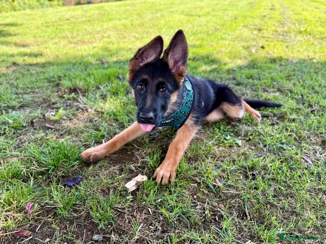 German Shepherd dogs for sale: Female German Shepherd Pup - Image 4