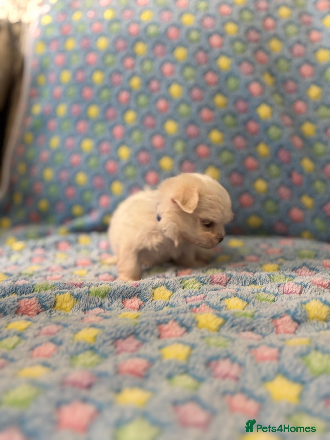 Maltese dogs for sale: Tiny kc registered maltese Korean boys  - Image 28