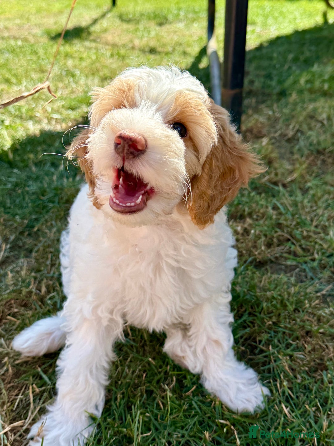 Cockapoo dogs for sale: Re-homing 8month old Luna- Female Cockapoo - Advert 15