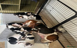 Basset Hound dogs for sale: Beautiful Basset Hound puppies - Image 2