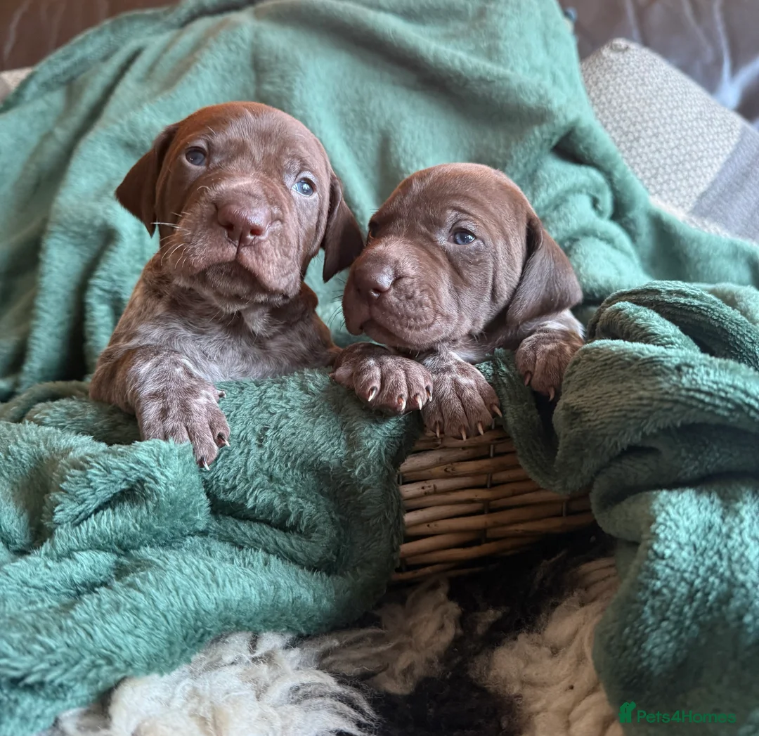German Shorthaired Pointer dogs for sale: KC German Shorthaired Pointer Puppies - Advert 27