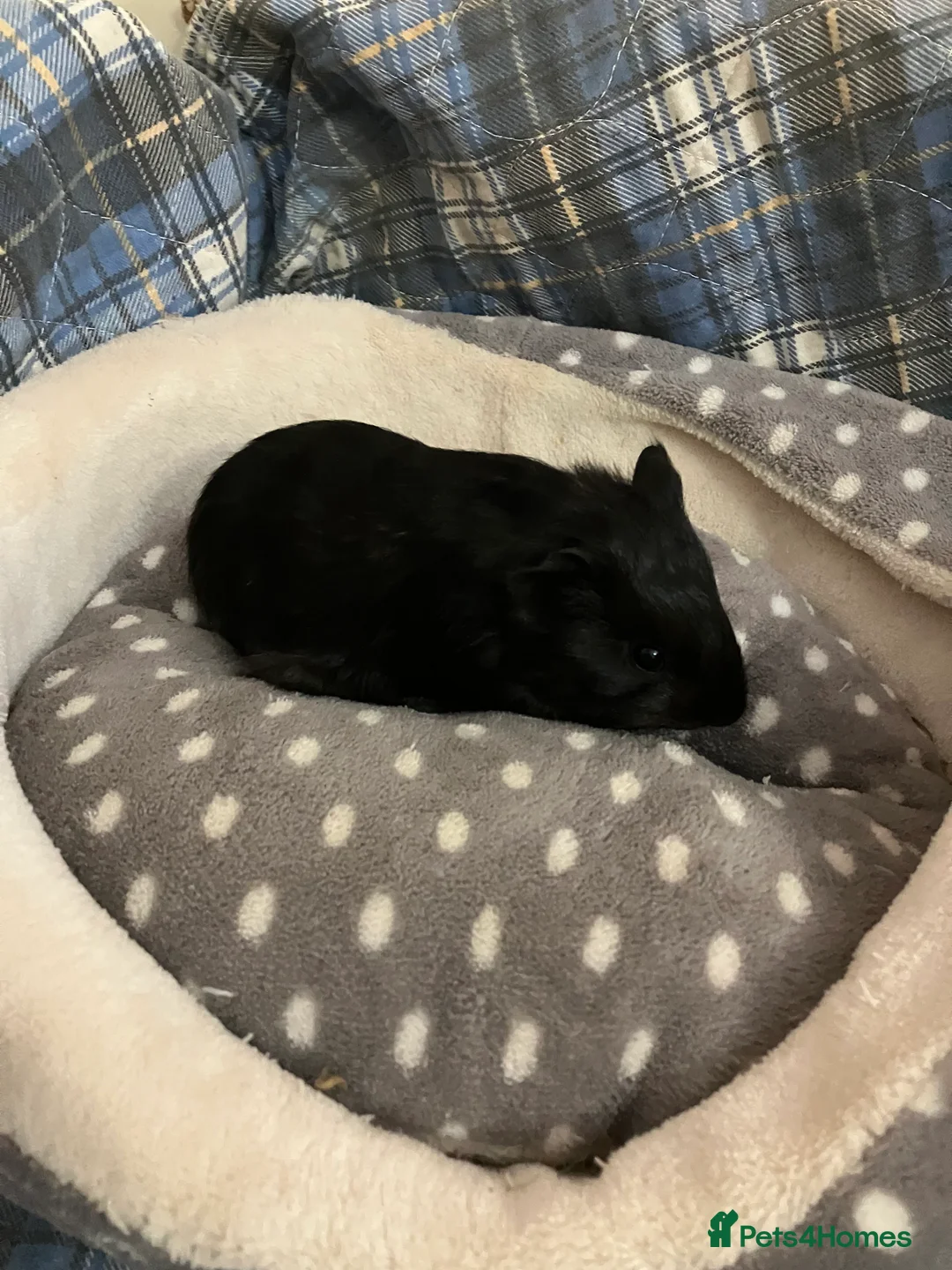 Guinea Pig rodents for sale: Lots of lovely baby boys  - Advert 3