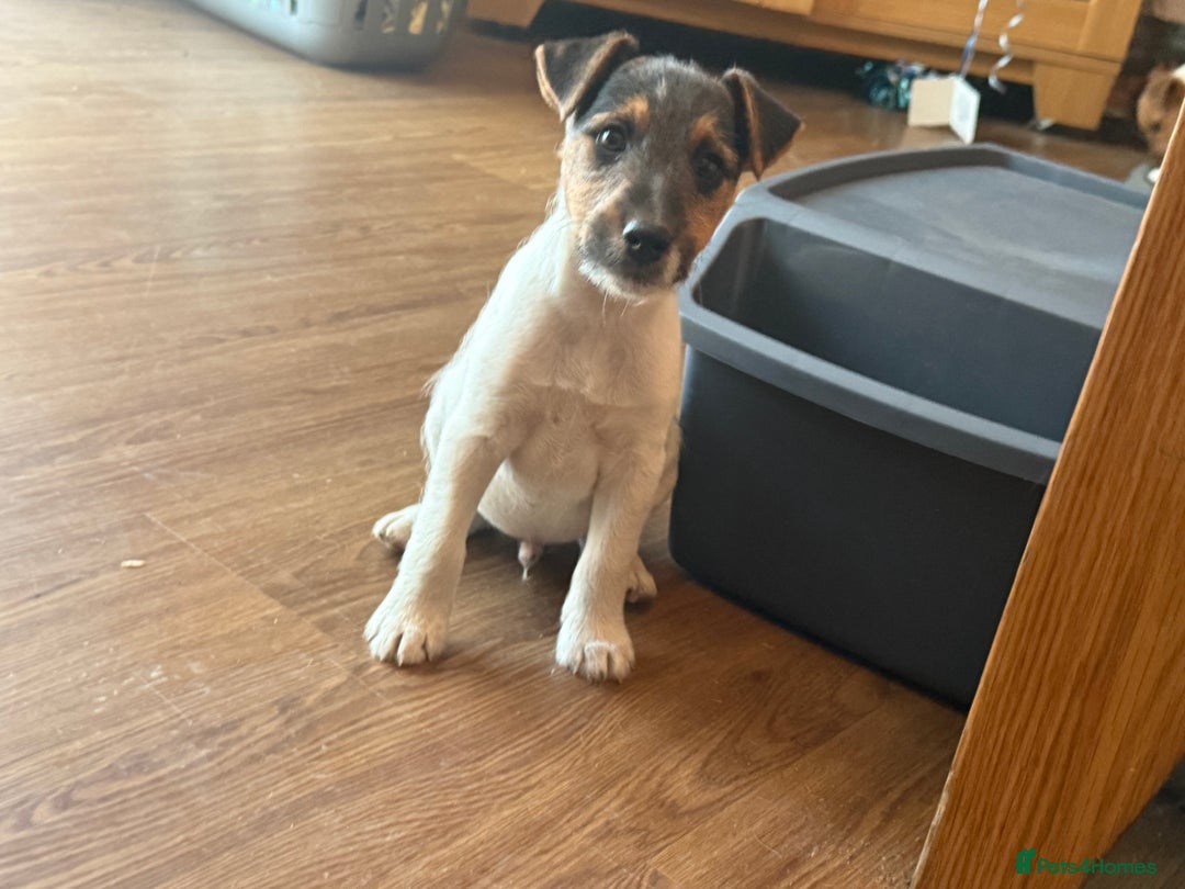 Mixed Breed dogs for sale: Rough coated Jack Russell  - Image 6