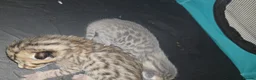 Bengal cats for sale: Savannah x bengal ONE MALE LEFT - Advert 33
