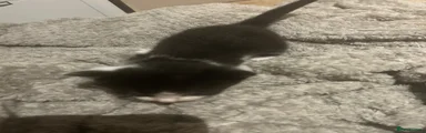 Domestic Shorthair 5