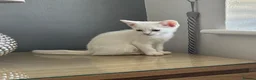 Mixed Breed cats for sale: Beautiful kittens - Advert 8