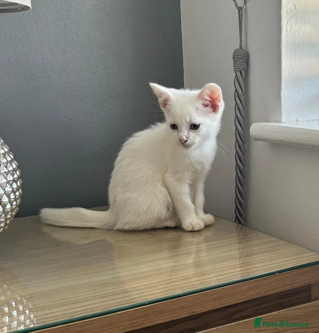Mixed Breed cats for sale: Beautiful kittens - Advert 8