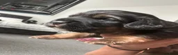 Mixed Breed dogs for sale: BEAUTIFUL TRI PUPS🫶🏽 - Advert 15
