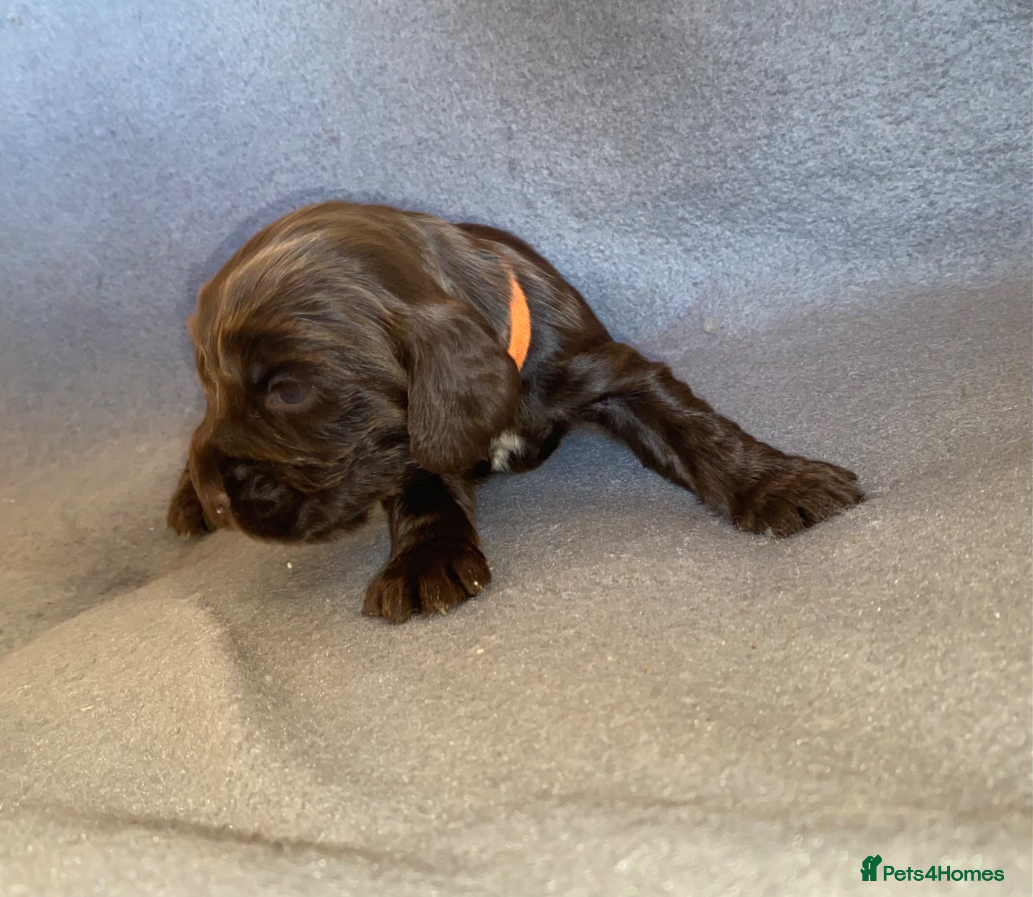 Cocker Spaniel dogs 🐾BEAUTIFUL KC REGISTERED SHOW COCKERS🐾 - Advert 2
