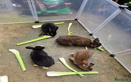 Rex rabbits for sale: Various rex rabbits for rehoming available now - Image 5