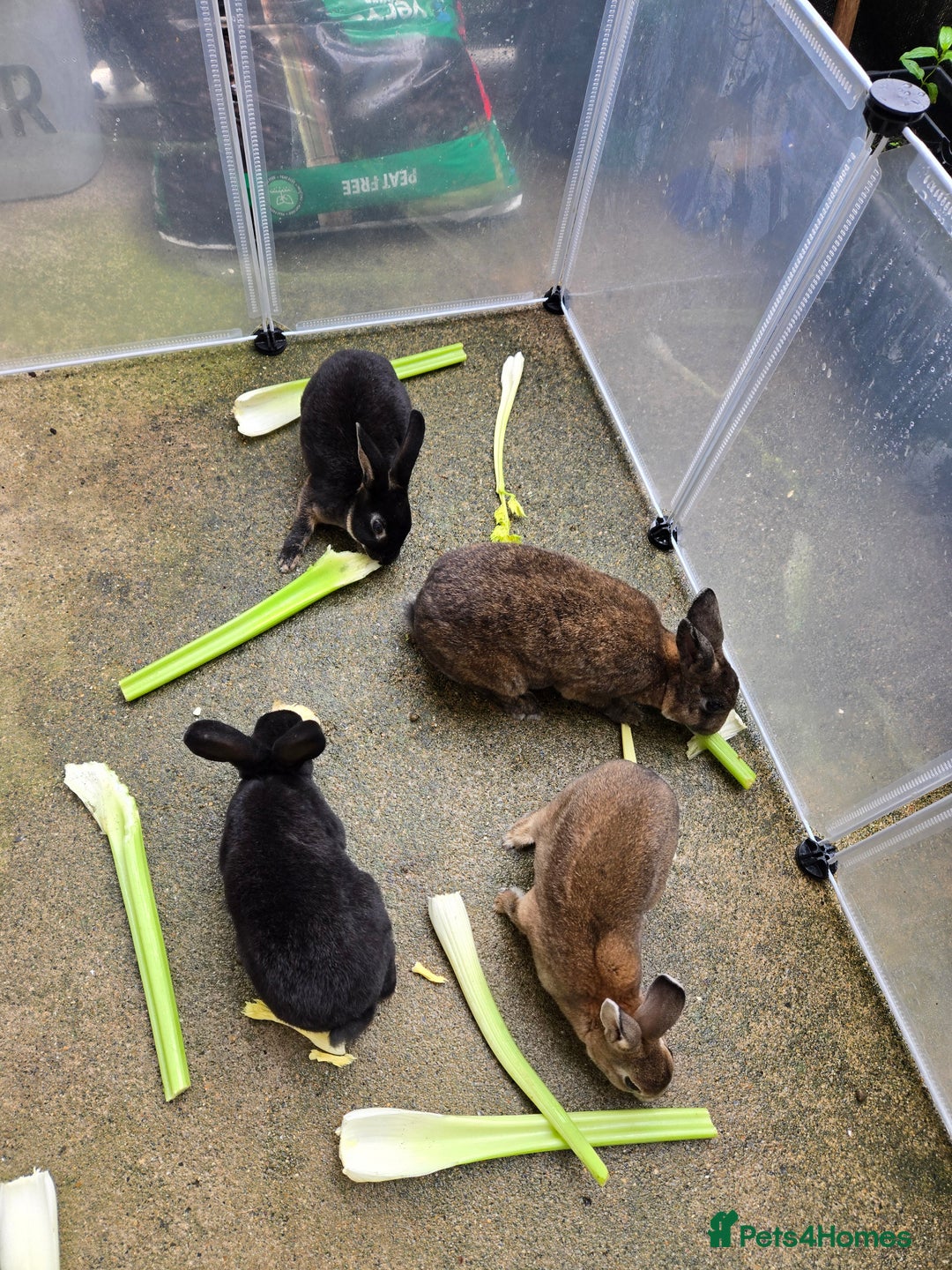 Rex rabbits for sale: Various rex rabbits for rehoming available now - Image 5