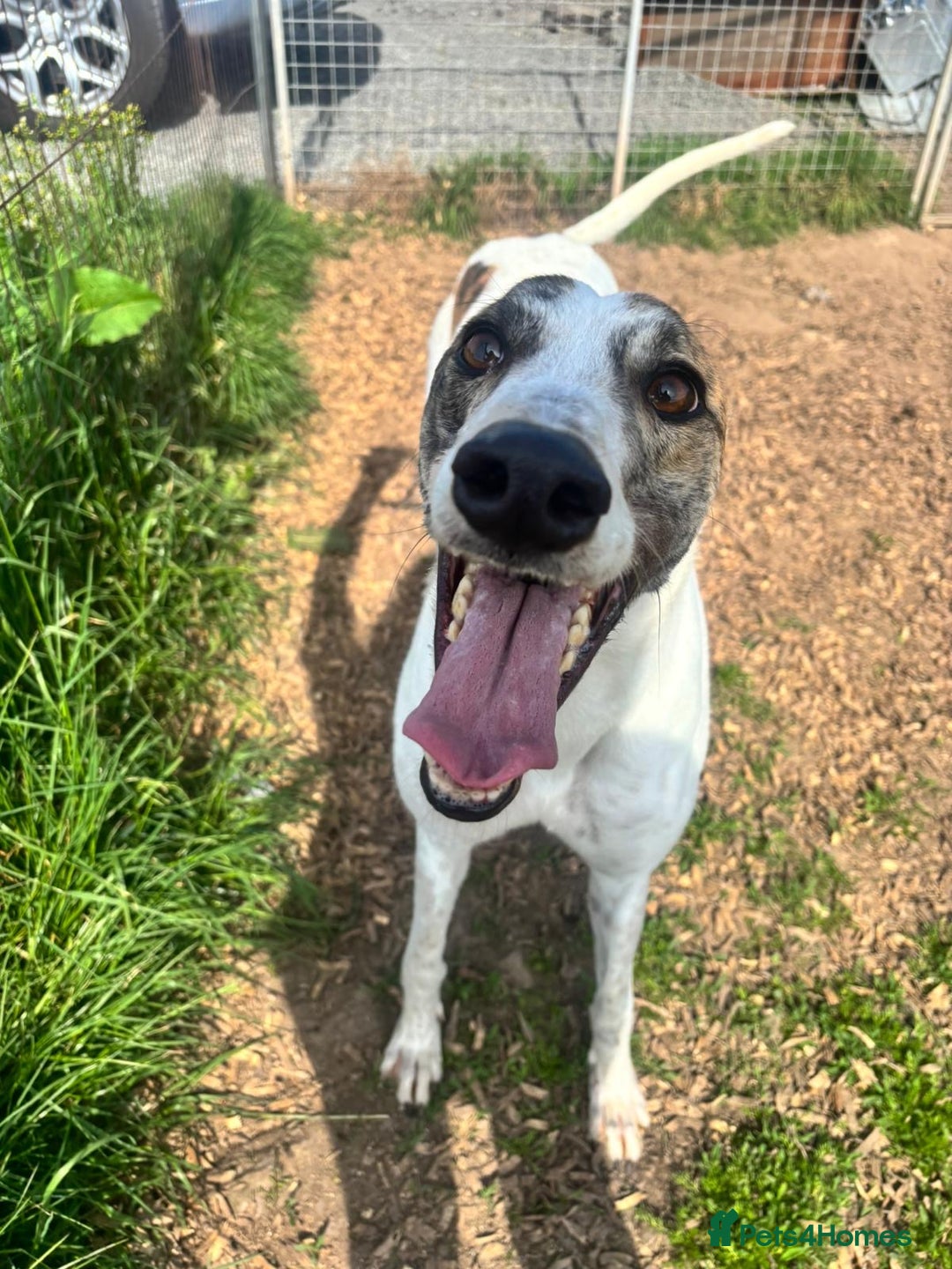Greyhound dogs for sale: Greyhound boy Hulk  - Image 1