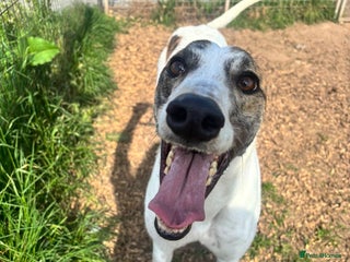 Greyhound dogs - Advert 3