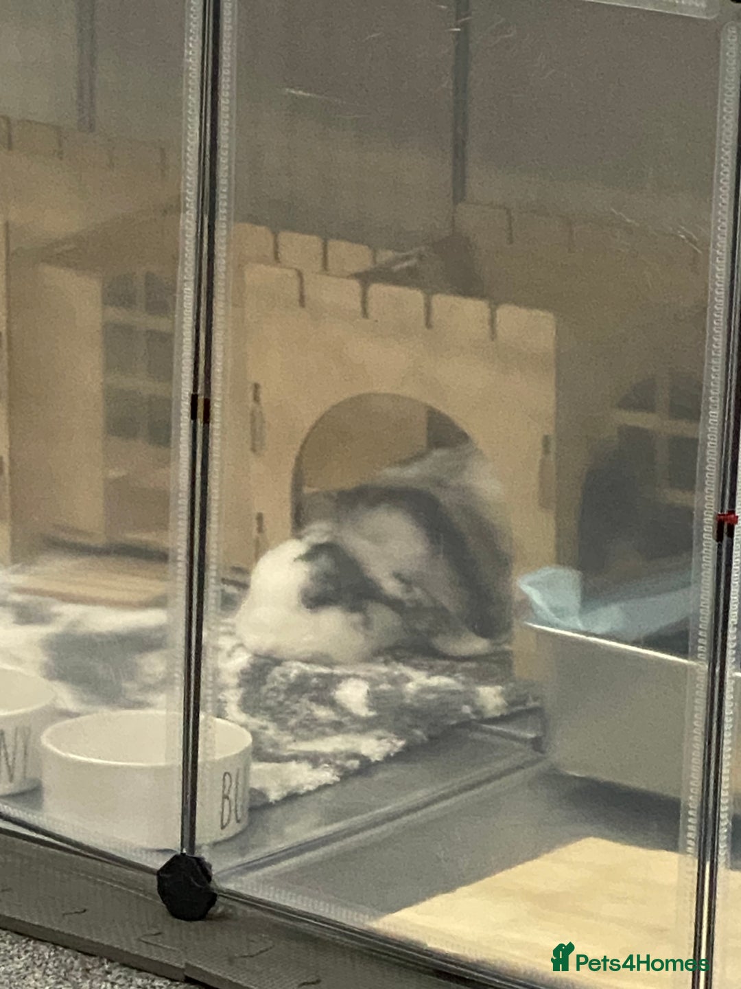 Mini Lop rabbits for sale: Gorgeous young Mini Lop - Buck - Advert 2